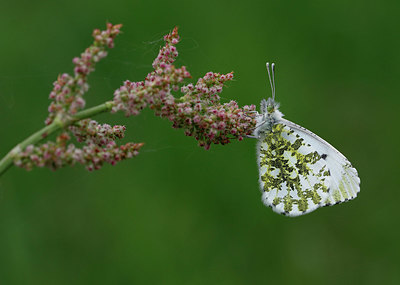 BUITEN BEELD Foto: 392594