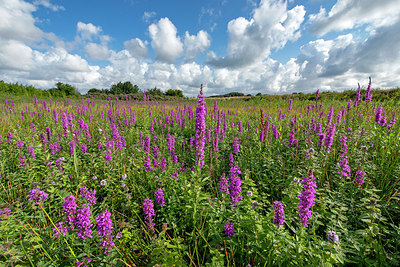 BUITEN BEELD Foto: 392614