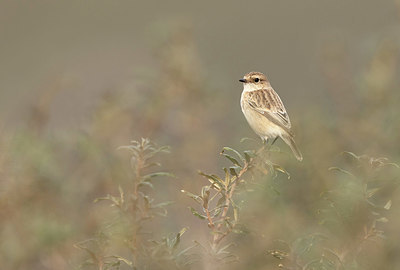 BUITEN BEELD Foto: 392631