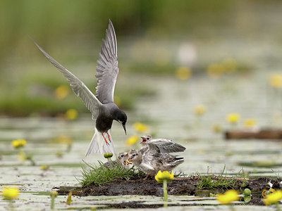 BUITEN BEELD Foto: 392652