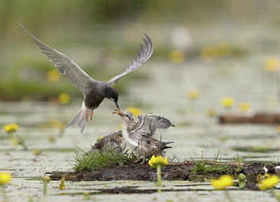 BUITEN BEELD Foto: 392653