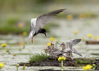 BUITEN BEELD Foto: 392655