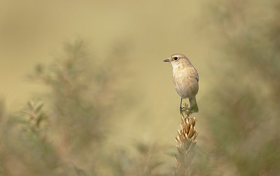 BUITEN BEELD Foto: 392659