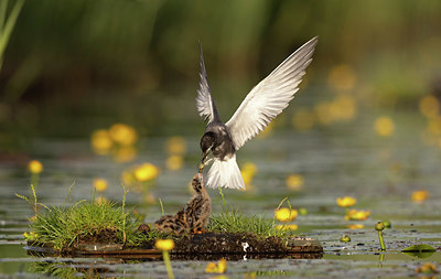 BUITEN BEELD Foto: 392664