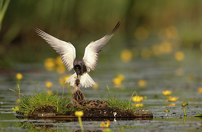 BUITEN BEELD Foto: 392665