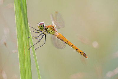 BUITEN BEELD Foto: 392672