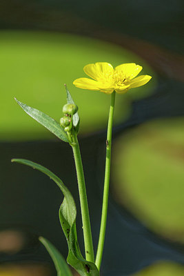 BUITEN BEELD Foto: 392674
