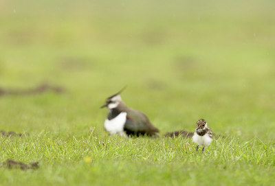 BUITEN BEELD Foto: 392711