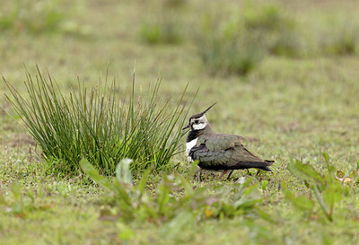 BUITEN BEELD Foto: 392715