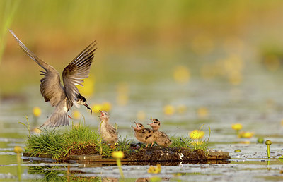 BUITEN BEELD Foto: 392863