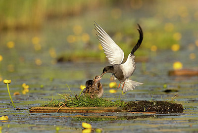 BUITEN BEELD Foto: 392880