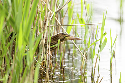 BUITEN BEELD Foto: 392927