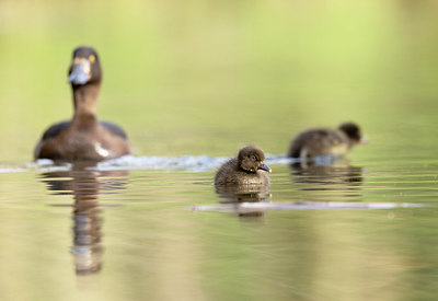 BUITEN BEELD Foto: 392939