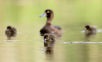 BUITEN BEELD Foto: 392940