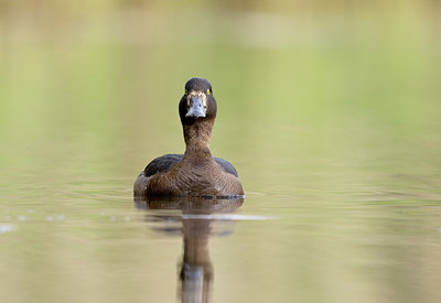 BUITEN BEELD Foto: 392944