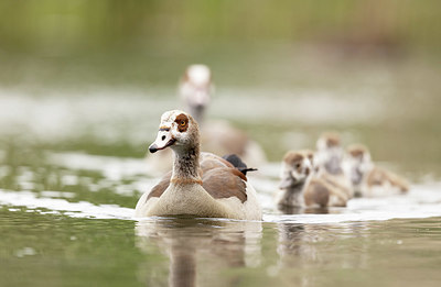 BUITEN BEELD Foto: 392945