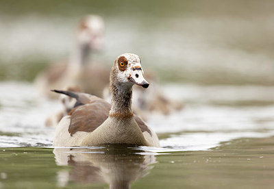 BUITEN BEELD Foto: 392946