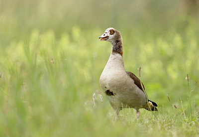 BUITEN BEELD Foto: 392947