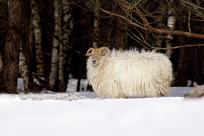 BUITEN BEELD Foto: 392951