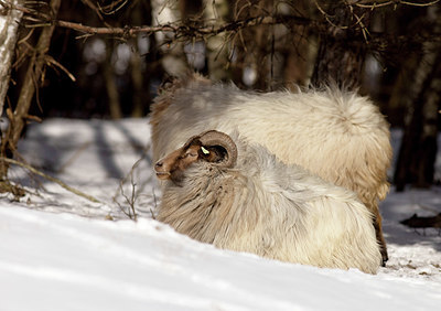 BUITEN BEELD Foto: 392956