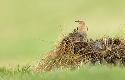 BUITEN BEELD Foto: 392961