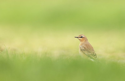 BUITEN BEELD Foto: 392964