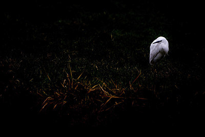 BUITEN BEELD Foto: 392997