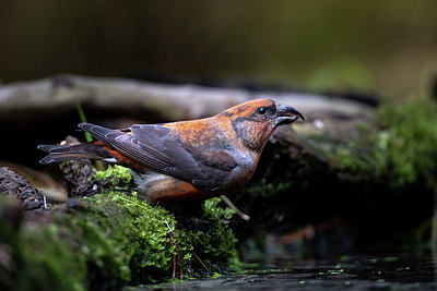 BUITEN BEELD Foto: 393210