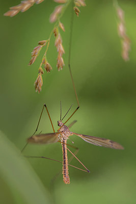 BUITEN BEELD Foto: 393453
