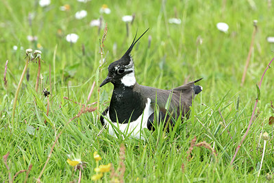 BUITEN BEELD Foto: 393468