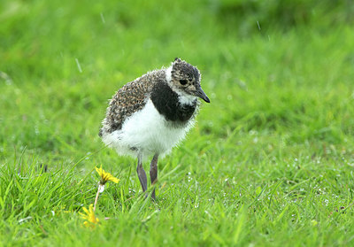 BUITEN BEELD Foto: 393469