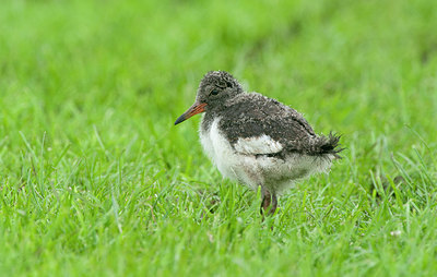 BUITEN BEELD Foto: 393470