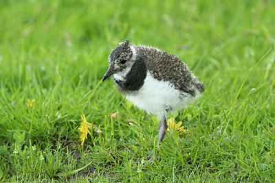 BUITEN BEELD Foto: 393472