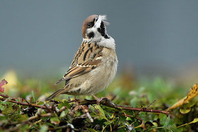 BUITEN BEELD Foto: 393480