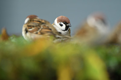 BUITEN BEELD Foto: 393484