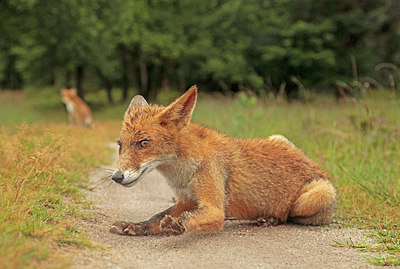 BUITEN BEELD Foto: 393697