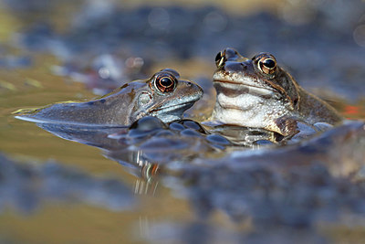 BUITEN BEELD Foto: 393781