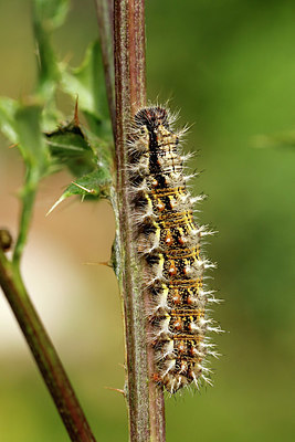 BUITEN BEELD Foto: 393839