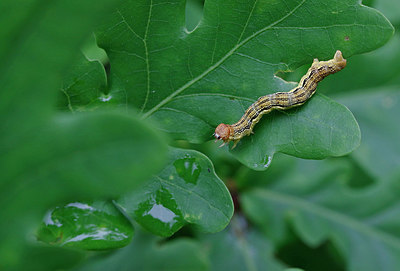 BUITEN BEELD Foto: 394144