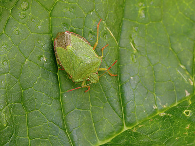 BUITEN BEELD Foto: 394154