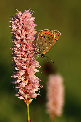 BUITEN BEELD Foto: 394167