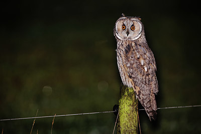 BUITEN BEELD Foto: 394523