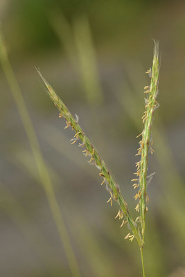 BUITEN BEELD Foto: 394813