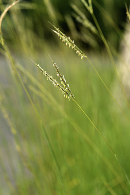 BUITEN BEELD Foto: 394817
