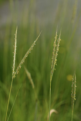 BUITEN BEELD Foto: 394819