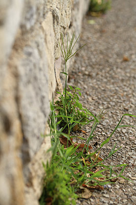BUITEN BEELD Foto: 394830