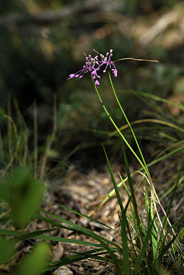 BUITEN BEELD Foto: 394837