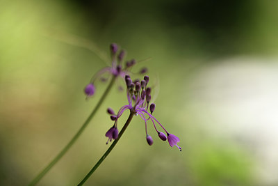 BUITEN BEELD Foto: 394839