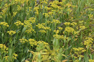 BUITEN BEELD Foto: 394877