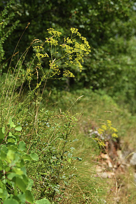 BUITEN BEELD Foto: 394883